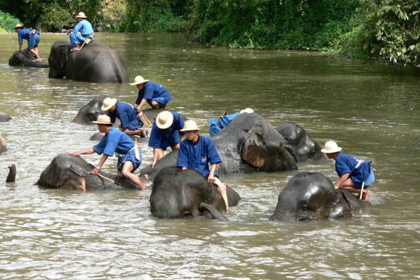 Gajah yang Stres Mengamuk di Thailand, 1 Wisatawan Spanyol Tewas