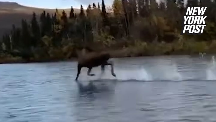 Heboh! Rusa Ini Bisa Berlari di Atas Air