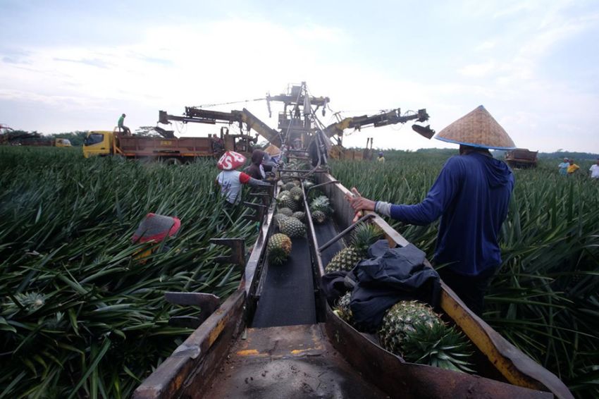 Impor Bibit dan Benih untuk Industri Pertanian, Peternakan, dan Perikanan Bebas Bea Masuk