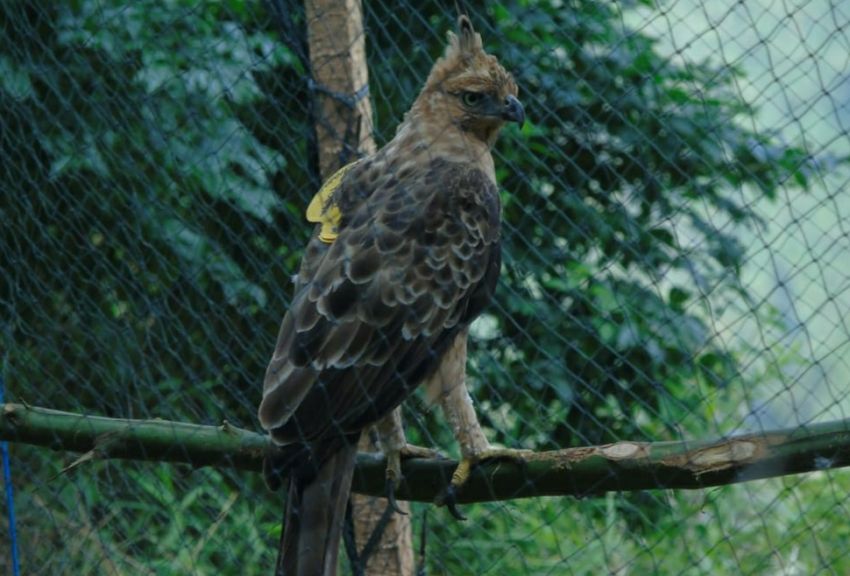 Keunikan Macan Tutul, Elang Jawa, dan Lutung Jawa di Taman Nasional Bromo Tengger Semeru