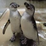 Pelestarian Satwa Langka, 2 Bayi Penguin Humboldt Lahir di JAQS