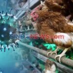 Penyebaran Wabah Flu Burung, Koalisi NGO Desak Penghentian Peternakan Pabrik