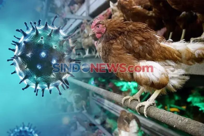 Penyebaran Wabah Flu Burung, Koalisi NGO Desak Penghentian Peternakan Pabrik