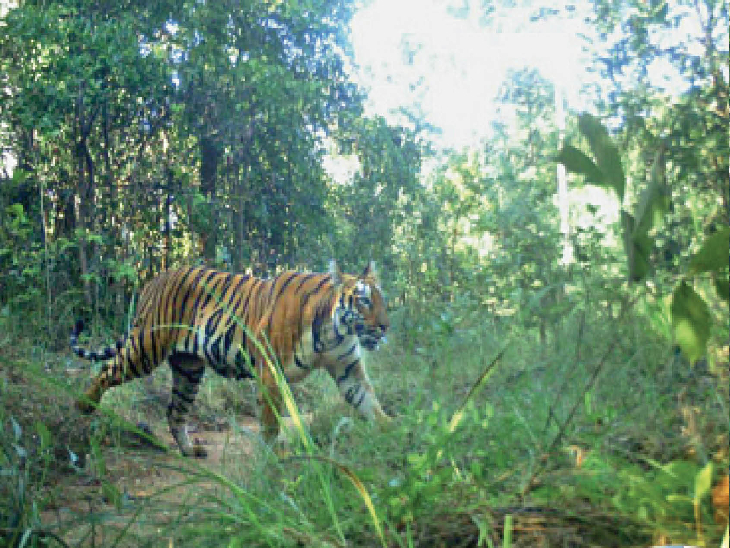 3 Kekuatan Harimau Jawa yang Mengerikan, dari Gigitan hingga Kelincahannya