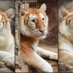 5 Potret Ava, Harimau Emas Imut dan Menggemaskan yang Ada di Kebun Binatang Thailand