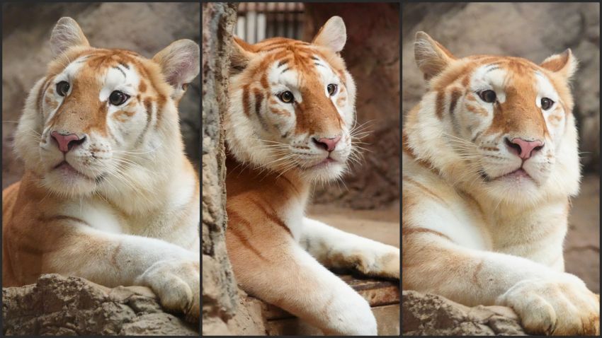 5 Potret Ava, Harimau Emas Imut dan Menggemaskan yang Ada di Kebun Binatang Thailand