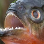 5 Sungai di Dunia yang Penuh Ikan Piranha, Banyak Terdapat di Wilayah Amerika Selatan