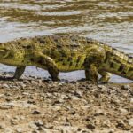 5 Sungai Penuh Buaya di Dunia, Nomor 2 di Asia