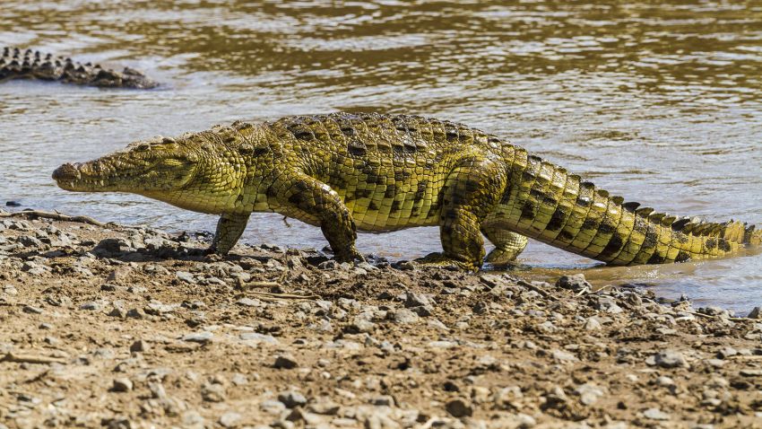 5 Sungai Penuh Buaya di Dunia, Nomor 2 di Asia