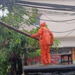 7 Pohon Tumbang Akibat Hujan dan Angin Kencang di Jakarta