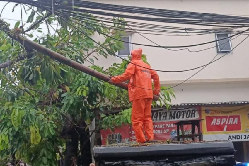 7 Pohon Tumbang Akibat Hujan dan Angin Kencang di Jakarta