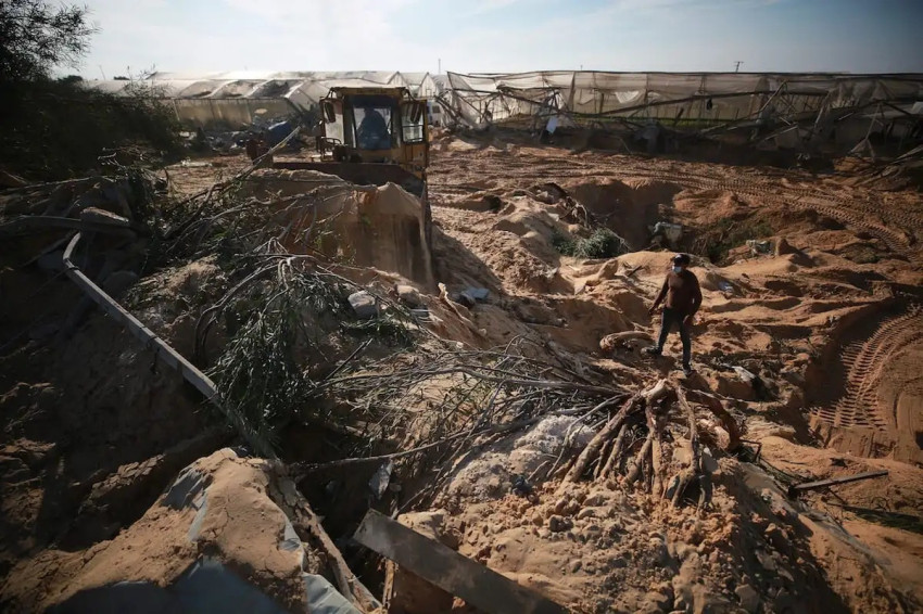 75% Lahan Pertanian di Gaza Rusak akibat Genosida Israel, Kerugian Ternak Capai 96%