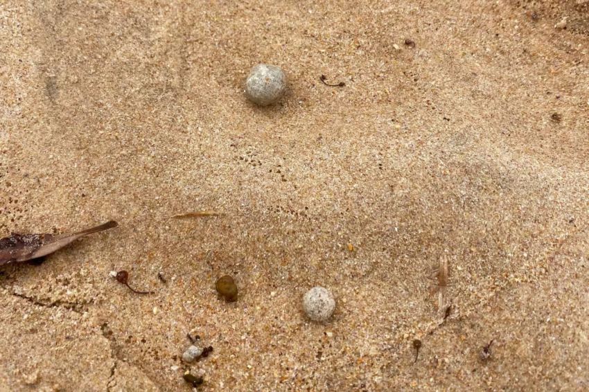 9 Pantai Ditutup Gara-gara Bola Misterius Bertebaran