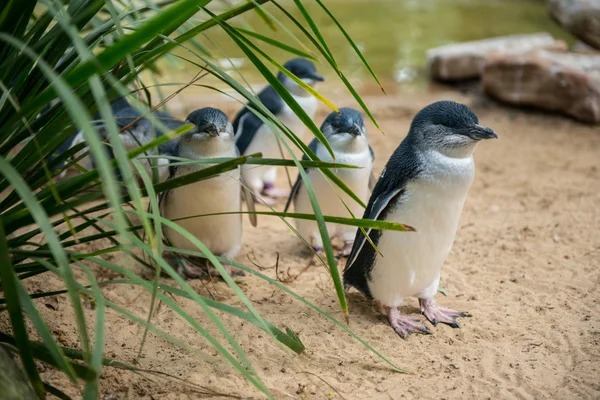 Angka Perceraian Penguin Terus Naik, Ilmuwan Beberkan Pemicunya