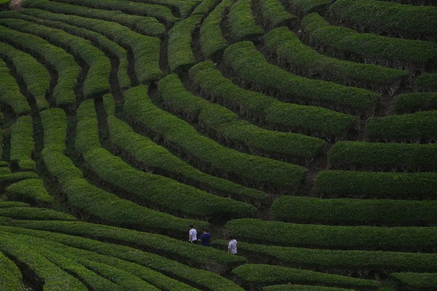 Apkasi Dorong Pemerintah Daerah Optimalkan Potensi Ekonomi Lokal