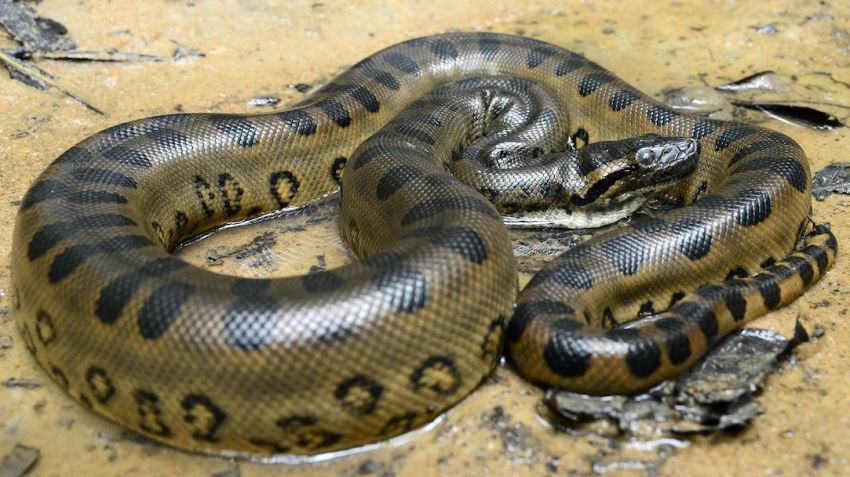 Begini Rasanya Dimakan Ular Anaconda Hidup-hidup