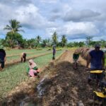 Cerita Petani di Merauke yang Produktivitasnya Makin Meningkat Berkat Program Pemberdayaan Klaster Usaha dari BRI