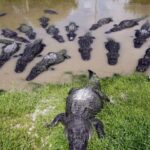 Danau atau Kolam Buaya? Ini 3 Danau di Florida yang Bikin Merinding!