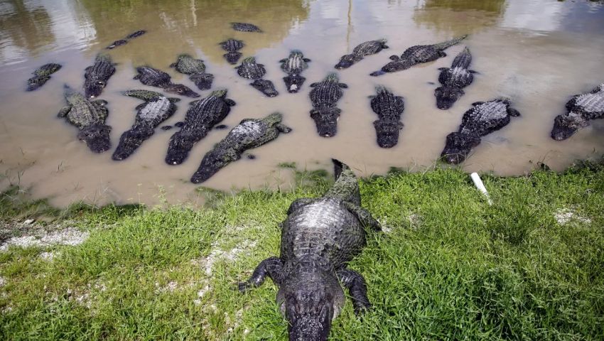 Danau atau Kolam Buaya? Ini 3 Danau di Florida yang Bikin Merinding!