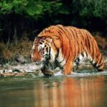 Habitat Asli Harimau Jawa yang Masih Terjaga hingga Saat Ini