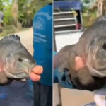 Ikan Nila dengan Mulut Mirip Bibir Manusia Tertangkap Nelayan