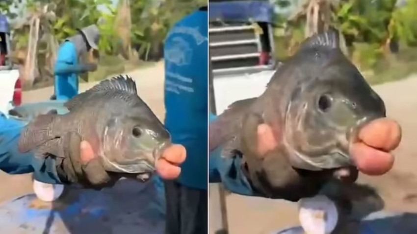 Ikan Nila dengan Mulut Mirip Bibir Manusia Tertangkap Nelayan