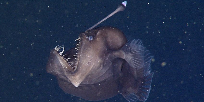 Ikan Setan Muncul di Pantai Wisata Tenerife Spanyol