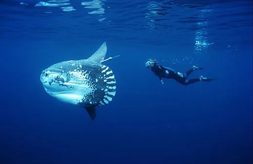 Jepang Temukan Cara Menghibur Ikan Mola-mola yang Kesepian