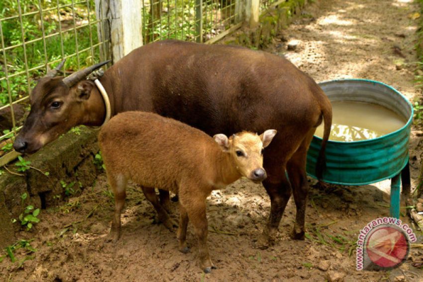 Kondisi Habitat Anoa di Indonesia Saat Ini, Seperti Apa?