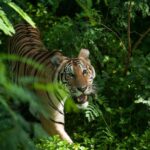 Kumis Harimau Jawa Punya Perbedaan Mencolok selain Corak Belangnya