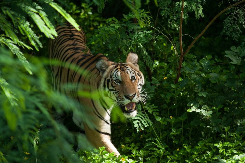 Kumis Harimau Jawa Punya Perbedaan Mencolok selain Corak Belangnya