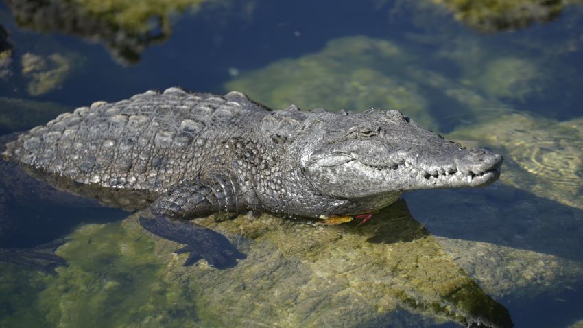 Mengapa Banyak Buaya di Florida Amerika Serikat? Ada 3 Faktor Utama