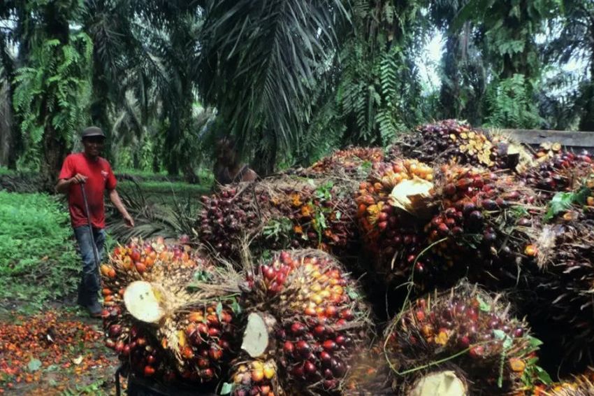 Ombudsman RI : Tumpang Tindih Lahan dan Aturan Ganggu Kelangsungan Industri Sawit