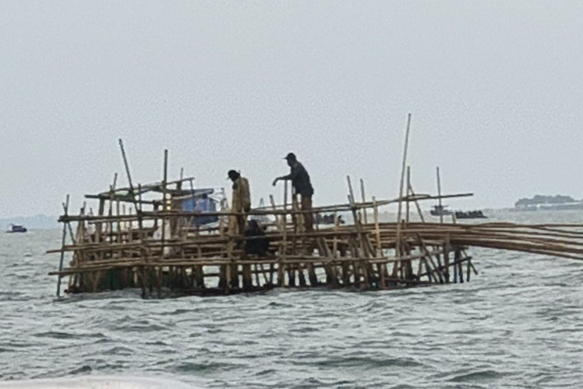 Pagar Bambu yang Dibongkar Dimanfaatkan Nelayan untuk Tambak Kerang Hijau