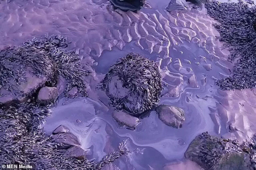 Pantai Lancashire Berubah Warna Jadi Ungu dari Biru