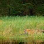 Penampakan Harimau Jawa Ini Jadi Alasan Ilmuwan Kembali Masuk ke dalam Hutan