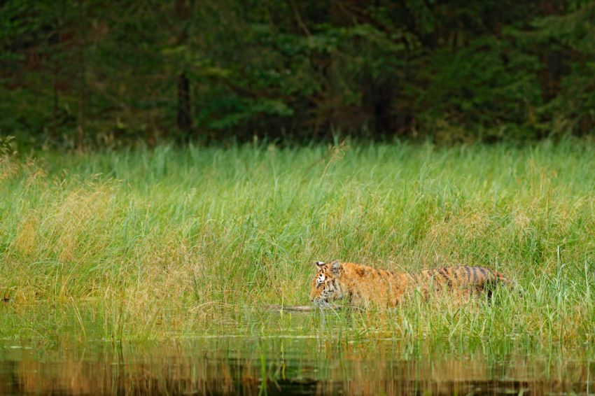 Penampakan Harimau Jawa Ini Jadi Alasan Ilmuwan Kembali Masuk ke dalam Hutan