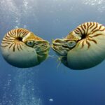 Penemuan Langka: Nautilus Palau, Makhluk Laut dari Zaman Dinosaurus