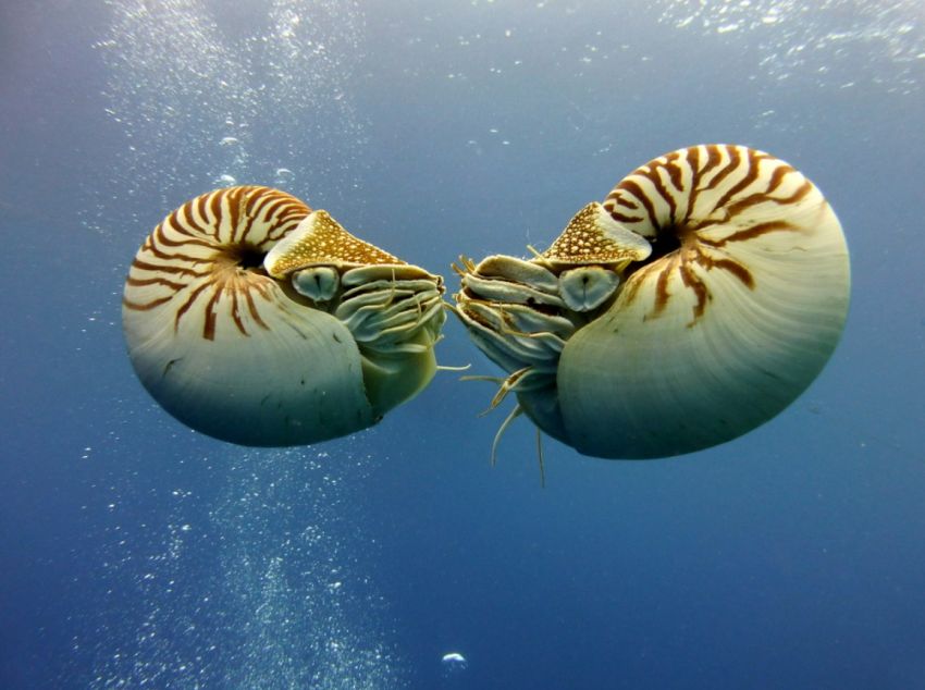 Penemuan Langka: Nautilus Palau, Makhluk Laut dari Zaman Dinosaurus