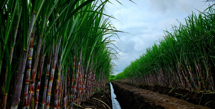 Produksi Gula Nasional Capai 2,46 Juta Ton, PTPN Group Jadi Kontributor Terbesar