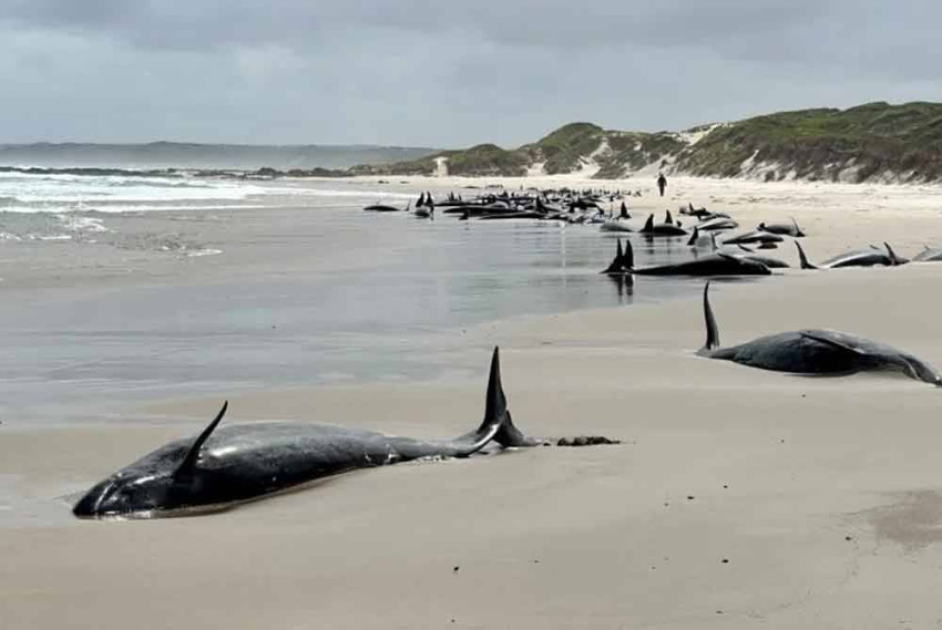 Ratusan Paus Pembunuh Terdampar di Pantai Tasmania