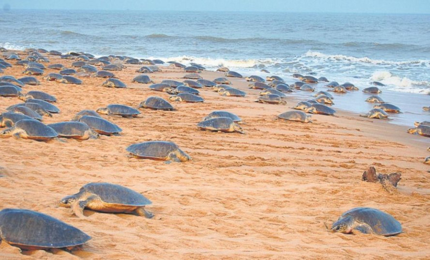 Ratusan Penyu Berbondong-bondong Naik ke Pantai