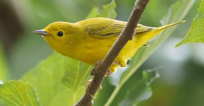 Ribuan Burung Superlangka Endemik AS Tiba-tiba Muncul Kembali