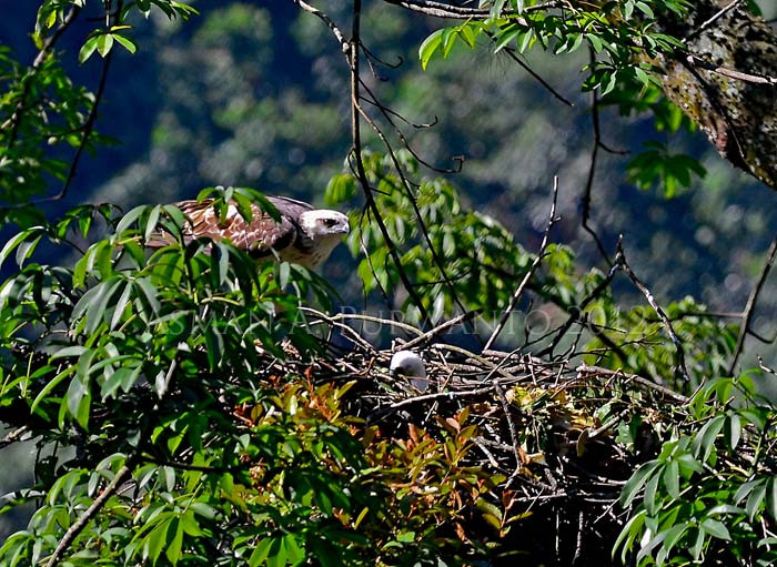 Seperti Harimau, Hewan Endemik Tanah Jawa Ini Terancam Tinggal Cerita