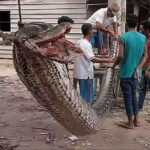 Sering Menyerang Penduduk, Sulawesi Barat Diklaim Kerajaan Ular Piton Raksasa