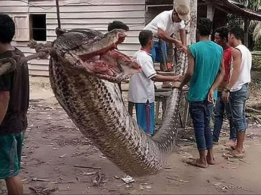 Sering Menyerang Penduduk, Sulawesi Barat Diklaim Kerajaan Ular Piton Raksasa