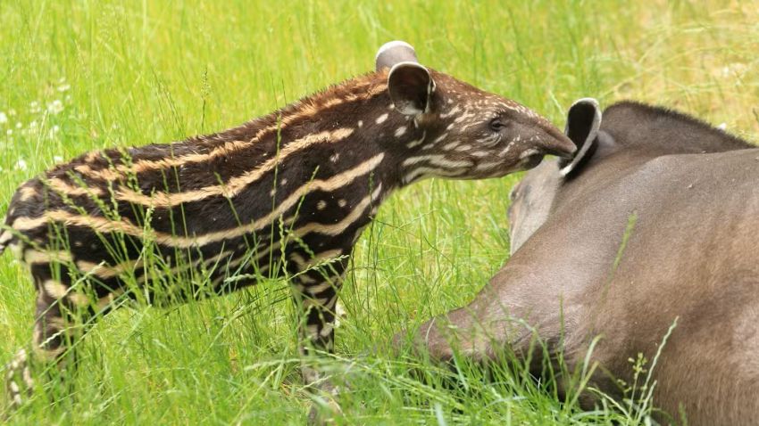 Setelah 100 Tahun Ngumpet, Tapir Amerika Selatan Akhirnya Nongol