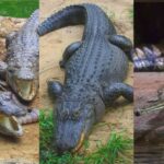 Simak Perbedaan Caiman, Buaya, dan Alligator, Serupa tapi Tidak Sama!