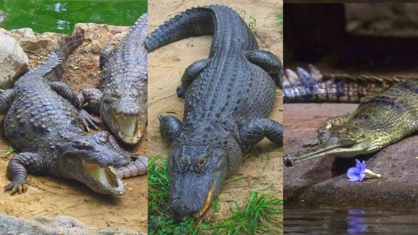 Simak Perbedaan Caiman, Buaya, dan Alligator, Serupa tapi Tidak Sama!