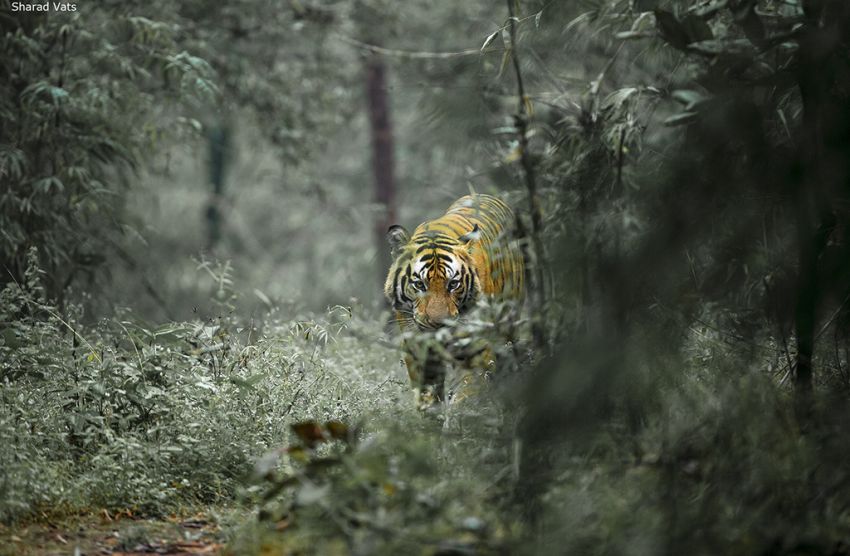 Terekam Kamera Pengintai, Lokasi Ini Diklaim Jadi Persembunyian Harimau Jawa